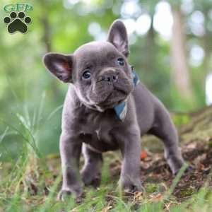 Storm, French Bulldog Puppy