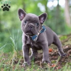 Storm, French Bulldog Puppy