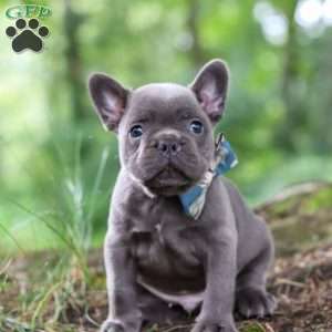 Storm, French Bulldog Puppy