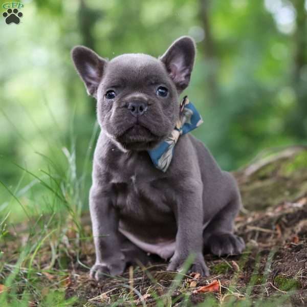 Storm, French Bulldog Puppy
