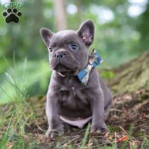 Storm, French Bulldog Puppy