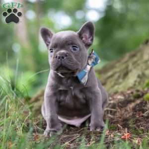Storm, French Bulldog Puppy