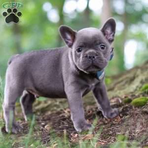 Storm, French Bulldog Puppy