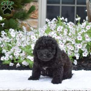 Stormy, Mini Whoodle Puppy