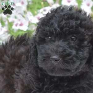 Stormy, Mini Whoodle Puppy