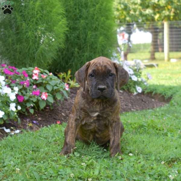 Stripe, Cane Corso Puppy