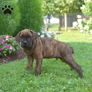 Stripe, Cane Corso Puppy