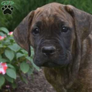 Stripe, Cane Corso Puppy