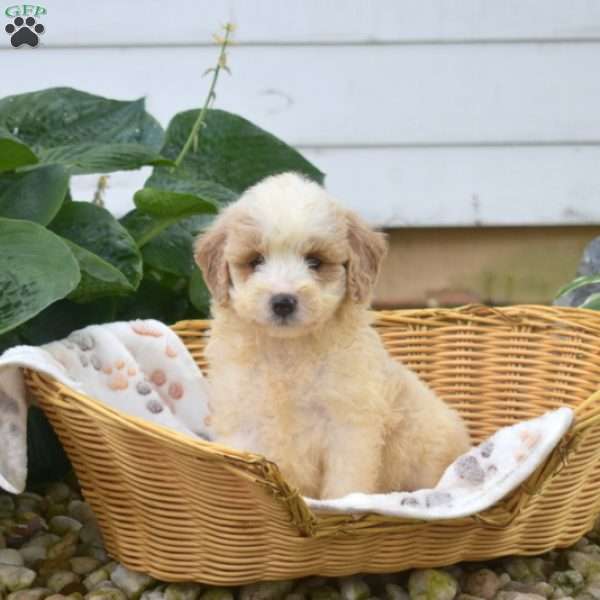 Sugar, Mini Goldendoodle Puppy