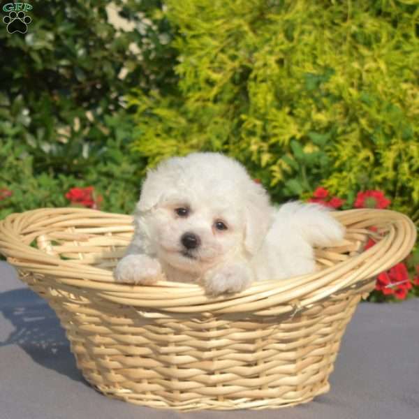 Sugar, Bichon Frise Puppy