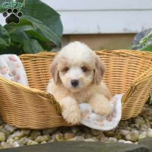 Sugar, Mini Goldendoodle Puppy