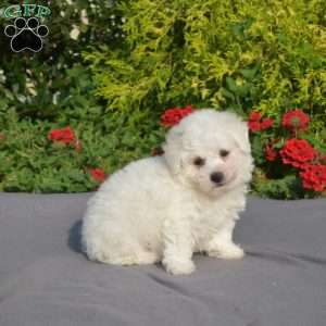 Sugar, Bichon Frise Puppy