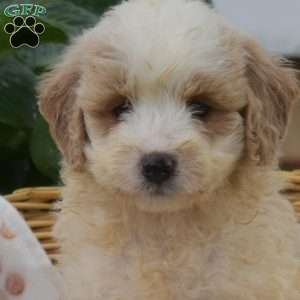 Sugar, Mini Goldendoodle Puppy