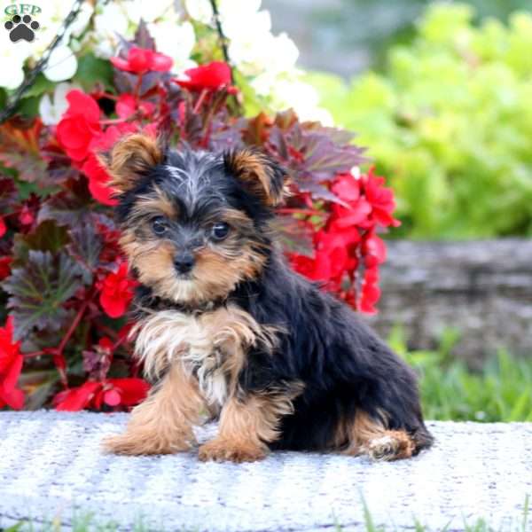 Sugar, Yorkie Puppy