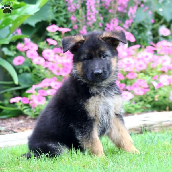 Sugar, German Shepherd Puppy