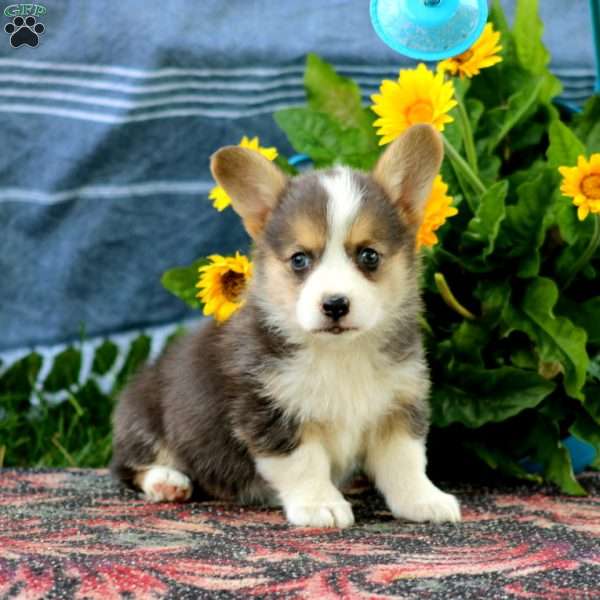 Sugar, Pembroke Welsh Corgi Puppy