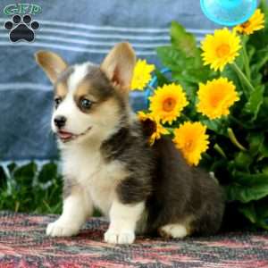 Sugar, Pembroke Welsh Corgi Puppy