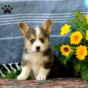 Sugar, Pembroke Welsh Corgi Puppy