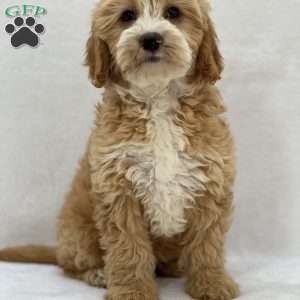 Sugar, Mini Goldendoodle Puppy