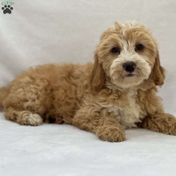 Sugar, Mini Goldendoodle Puppy