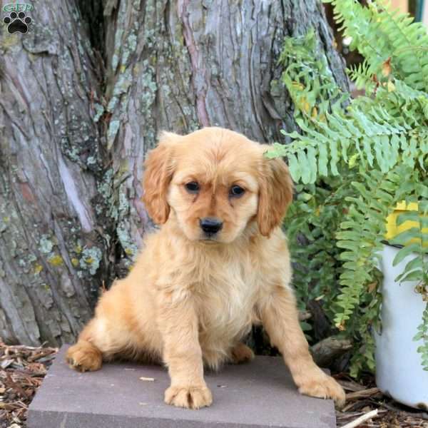 Suki, Miniature Golden Retriever Puppy