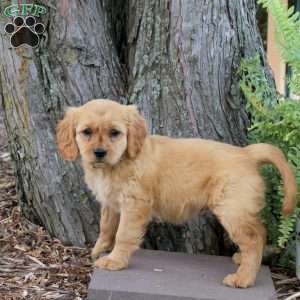 Suki, Miniature Golden Retriever Puppy
