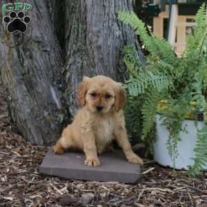 Suki, Miniature Golden Retriever Puppy