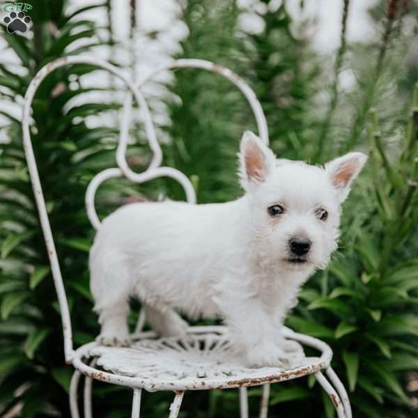 Sully, West Highland Terrier Puppy