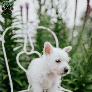 Sully, West Highland Terrier Puppy