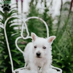 Sully, West Highland Terrier Puppy