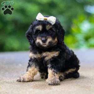 Summer, Cockapoo Puppy