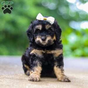 Summer, Cockapoo Puppy