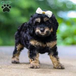 Summer, Cockapoo Puppy