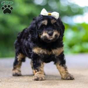 Summer, Cockapoo Puppy
