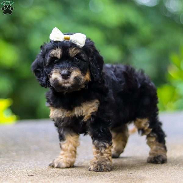 Summer, Cockapoo Puppy