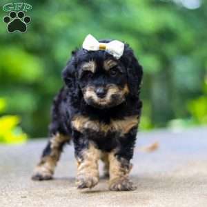 Summer, Cockapoo Puppy