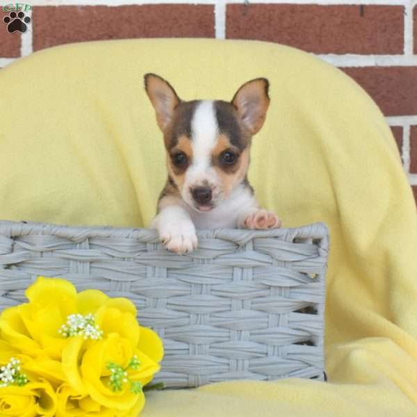 Summer, Toy Fox Terrier Puppy