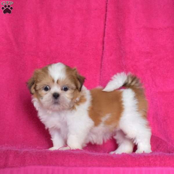 Summer, Shih Tzu Puppy