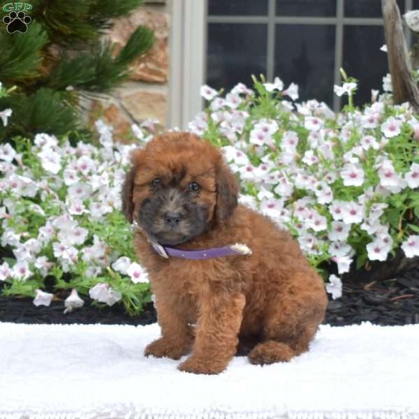 Summer, Mini Whoodle Puppy