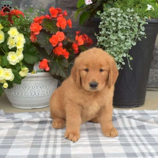 Summer, Golden Retriever Puppy