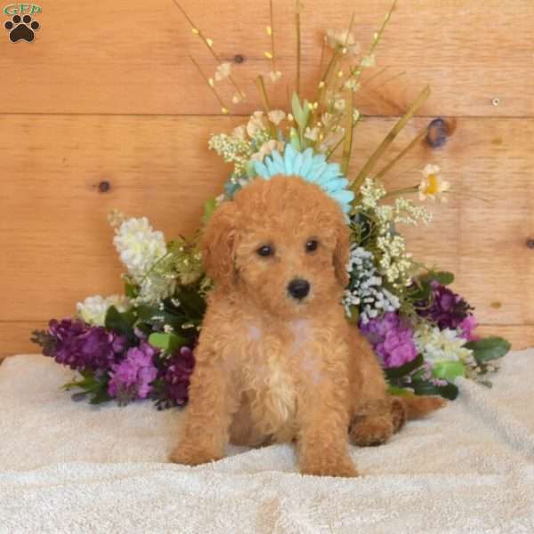 Summer, Bich-Poo Puppy