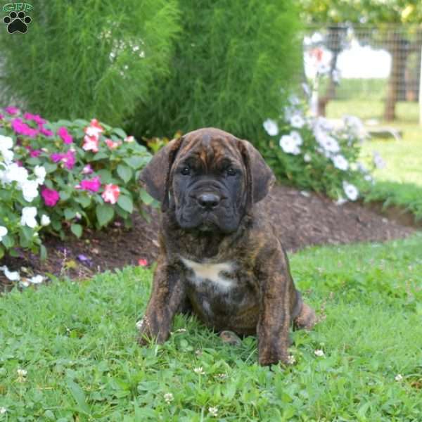Summer, Cane Corso Puppy