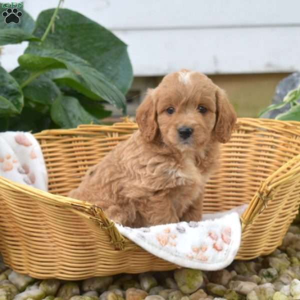 Summer, Mini Goldendoodle Puppy