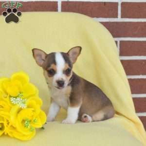 Summer, Toy Fox Terrier Puppy