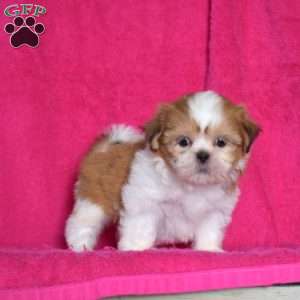 Summer, Shih Tzu Puppy