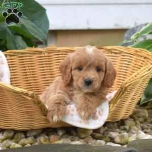 Summer, Mini Goldendoodle Puppy