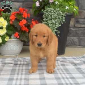 Summer, Golden Retriever Puppy