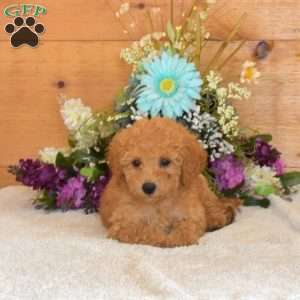 Summer, Bich-Poo Puppy