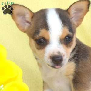 Summer, Toy Fox Terrier Puppy