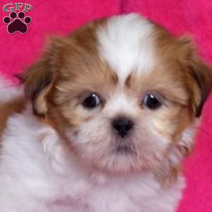 Summer, Shih Tzu Puppy